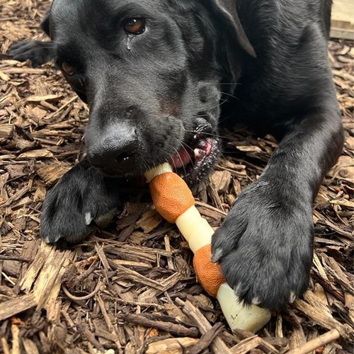 Nylabone chicken jerky - nylabone,