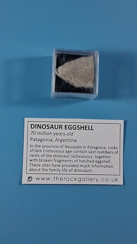 Fossil dinosaur egg shell - fossil,