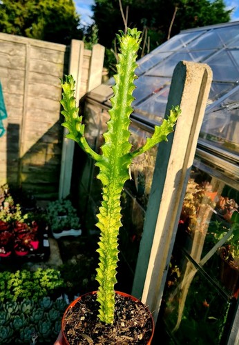 Euphorbia trigona variegated - euphorbia,