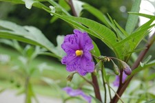 Solanum laciniatum kangaroo - solanum,
