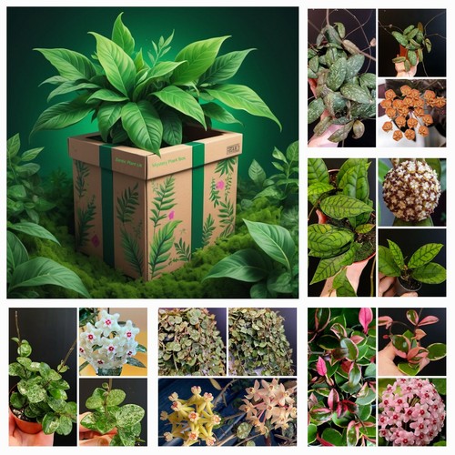 Surprise plant box - plant, box.