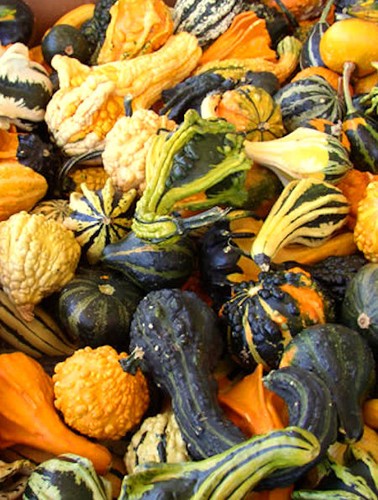 Flower gourd ornamental - flower, small