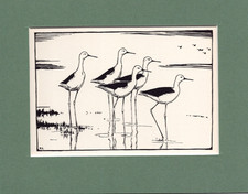 Peter Scott  ~ BLACK - WINGED STILTS ~ Genuine Original Vintage Print 1936