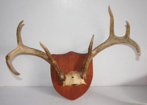 White tail deer antler - white, skull