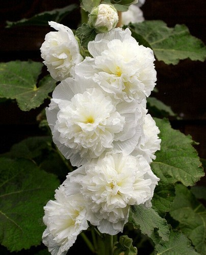 Chater white icicle - white,