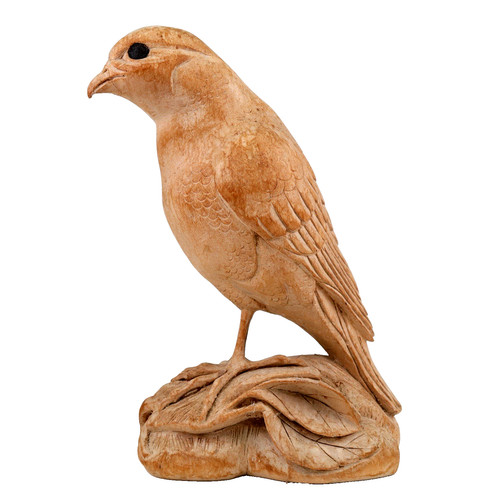 Sparrowhawk bird frog - sparrowhawk,