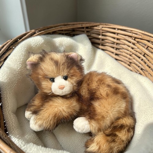 Tabby cat kitten - ty,
