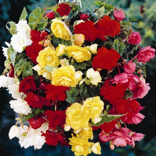 Begonia pendula trailing - pendula,