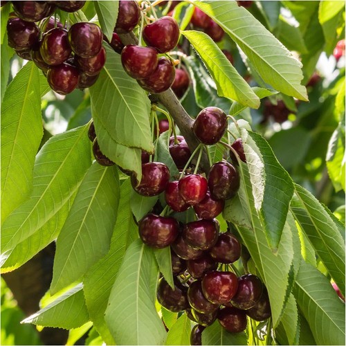 Dwarf patio stella cherry - dwarf,