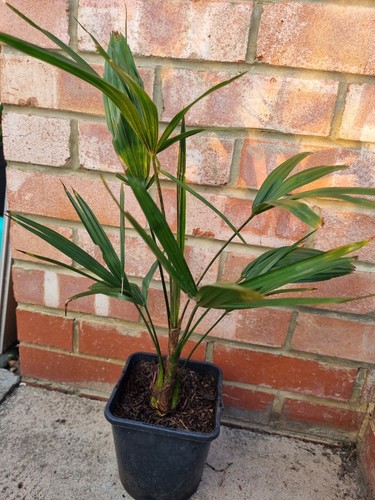 Trachycarpus fortunei hardy - fortunei,