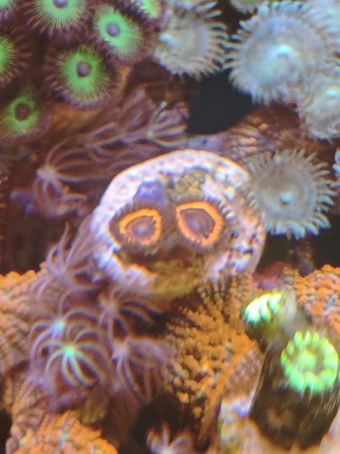 Wysiwyg zoa zoas soft marine - wysiwyg,