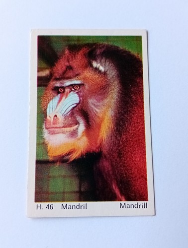 Dandy chewing gum cards - chewing,