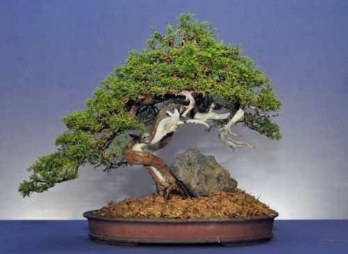 Sitka spruce bonsai starter - spruce,