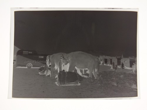 Billy smarts circus elephants - circus,
