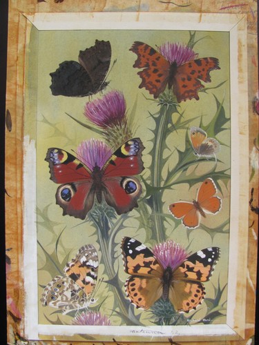 British butterflies - british,