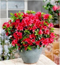 Dwarf Japanese Azalea Japonica 'Geisha Red' | Evergreen Shrub | Pot Plant