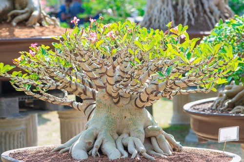 Rare exotic desert rose - 20,