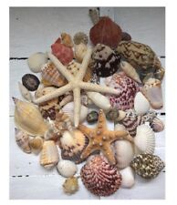 Assorted Mixed Seashells Set