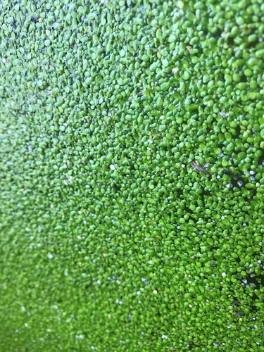 Lemna duck weed 100g - duck,