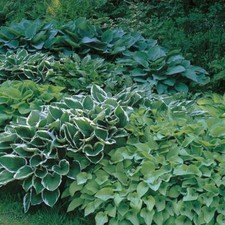 Pack x6 Mixed Hosta Perennial