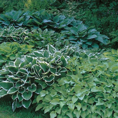 Pack mixed hosta perennial - pack,