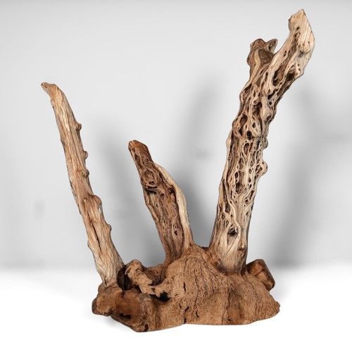 Manzanita driftwood tree - manzanita,
