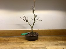 Double Flowering Pomegranate