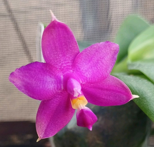 Phalaenopsis mituo hsien - phalaenopsis,