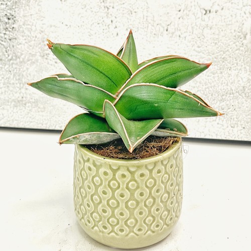 Sansevieria samurai - ‘samurai’, |