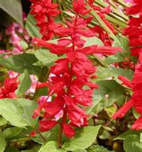 Scarlet sage salvia - scarlet, free