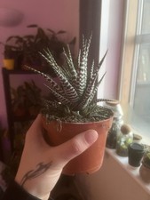 Haworthia fasciata Zebra