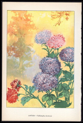 1926 vintage botanical print - vintage,