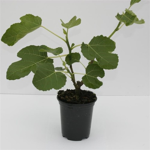 Ficus carica brown turkey - carica, fig