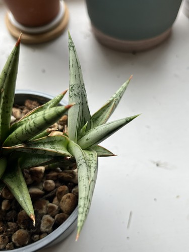 Sansevieria hybrid laila - sansevieria,