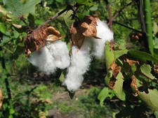 Red Tree Cotton - Gossypium arboreum - Baumwollpflanze - 10+ Seeds - Ed 076