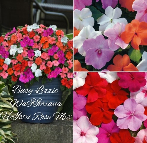 Busy lizzie baby - baby, series