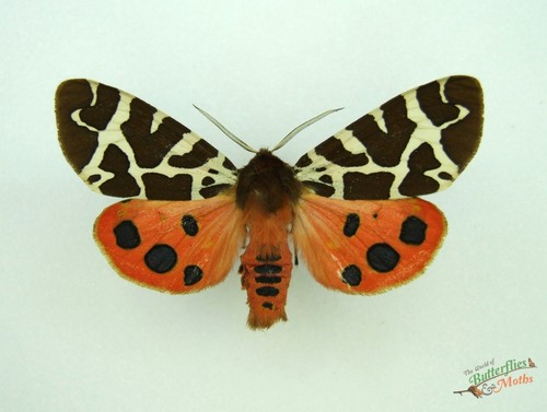Garden tiger moth - , arctia
