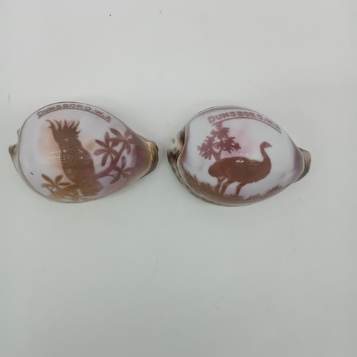 Vintage carved cameo cowrie - vintage,