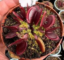 Venus Flytrap Red Piranha