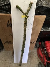 Seasoned Apple SHANK WALKING