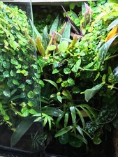 TERRARIUM KIT (EXTRA LARGE)  Bioactive Plants Moss Pods For Chameleon Gecko Frog