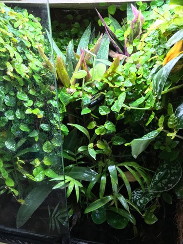 Terrarium decor kit - decor,