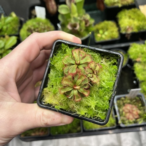 Drosera spatulata sundew - spatulata,