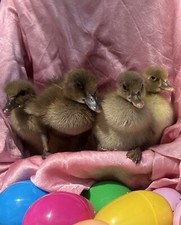 6 Hatching Duck Eggs -                   GREAT LAYERS