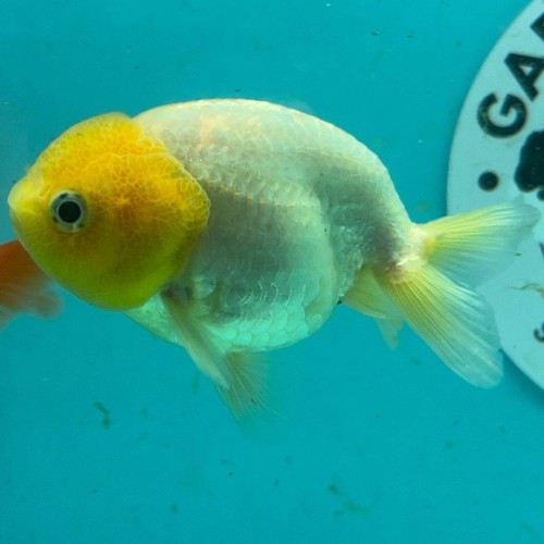 Live premium fancy goldfish - live,