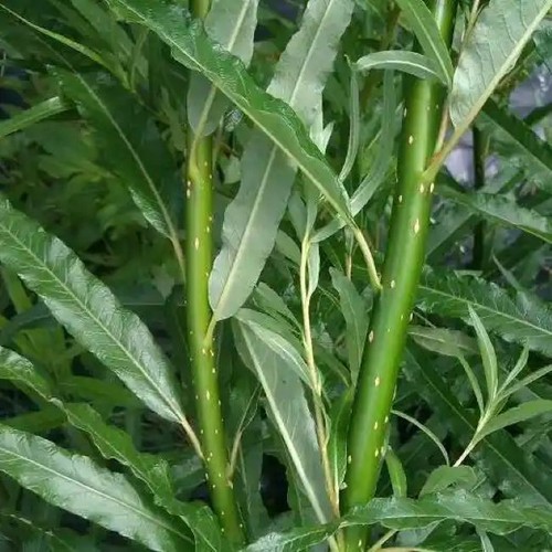 Willow cuttings - willow,