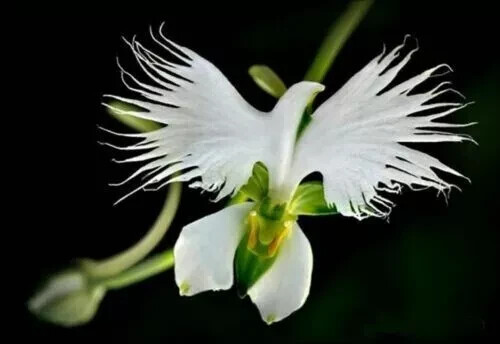 White egret orchid - white, flower