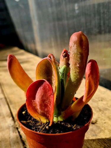 Kalanchoe luciae oricula - kalanchoe, |