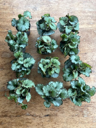 Begonia rex escargot plant - rex,