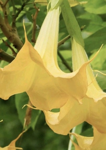 Yellow brugmansia angel - brugmansia,